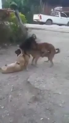 Preview for twittervid.com TUIT3RO MX 09fb49