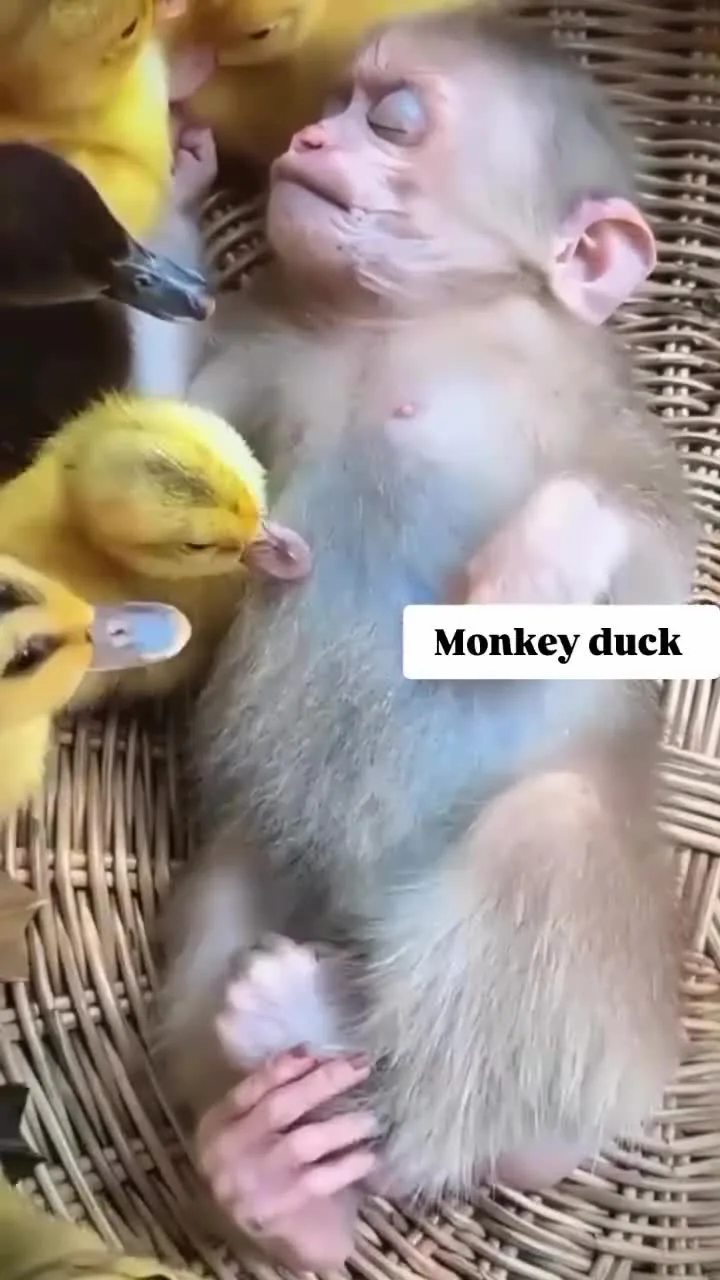 Preview for Video 1224813