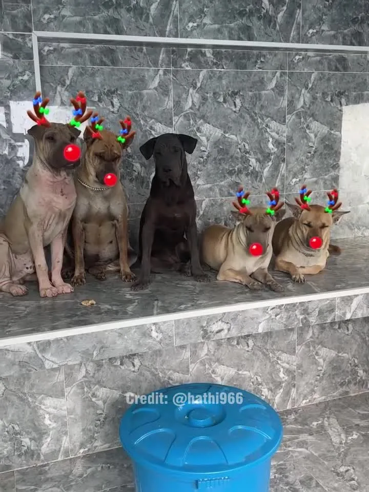 Preview for 2024 12 20 Nghiện Chó 58K views · 2.7K reactions ¦ đen quá app từ chối gắn phiu tơ lun 9956253490669