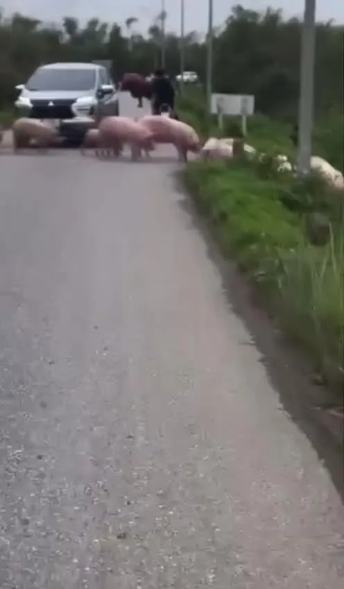 Preview for Facebook 480p