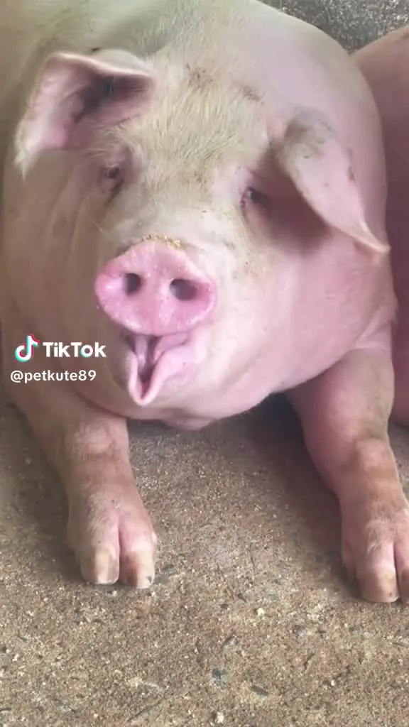 Preview for 18147812