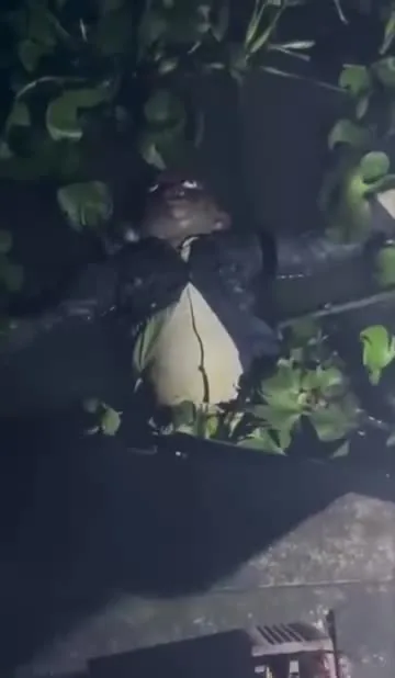 Preview for mẹ chở con 3 tuổi bỏ giữa đường rồi chạy trốn, đứa bé chạy theo té xuống kênh chết đuối ở Long An