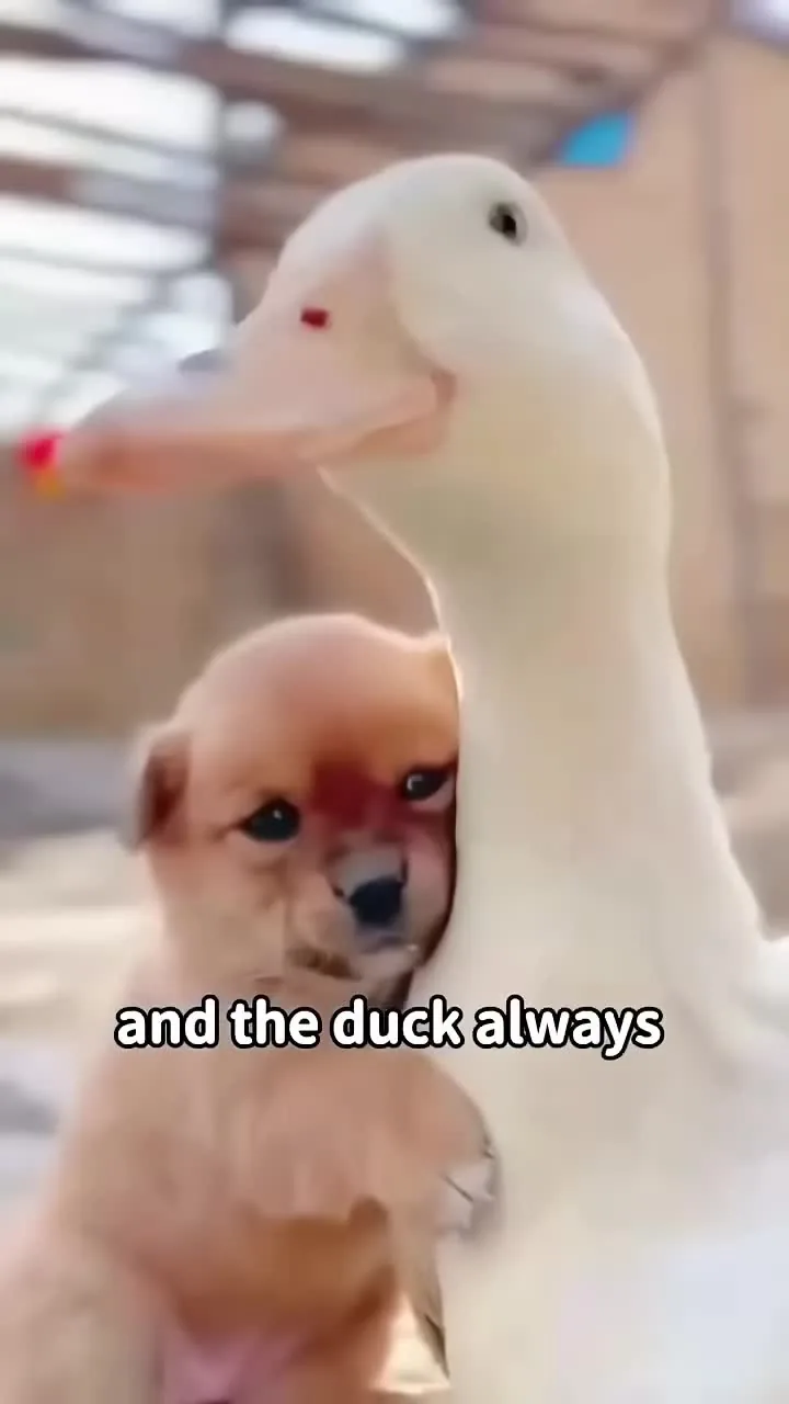 Preview for puppy & mama duck....