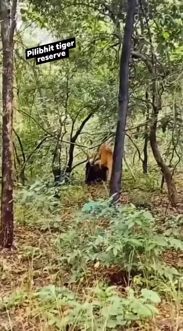 Preview for Pilibhit tiger reserve