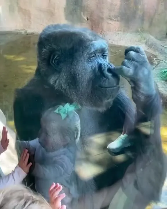 Preview for VIDEO 5259501879