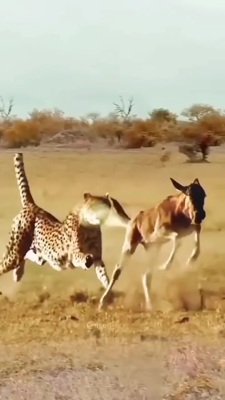 Preview for 58105553