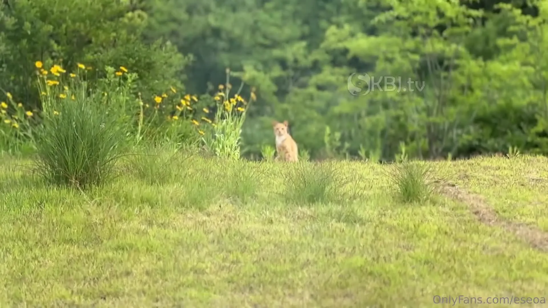 Preview for 8320079948975876127