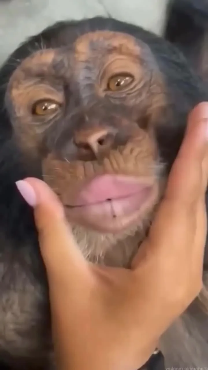 Preview for VIDEO 28649660166