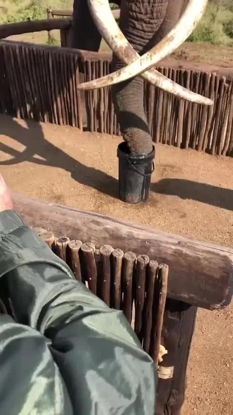 Preview for Bet he can't drink beer that fast! #shorts #wildlife #nature #Elephants #