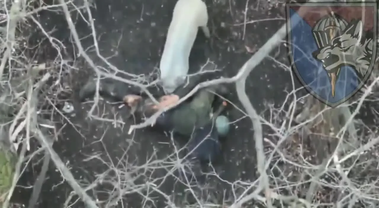 Preview for Мисливець за зорями on X 'Нічого незвичайного,просто свиня їсть російського штурмового піхотинця дес