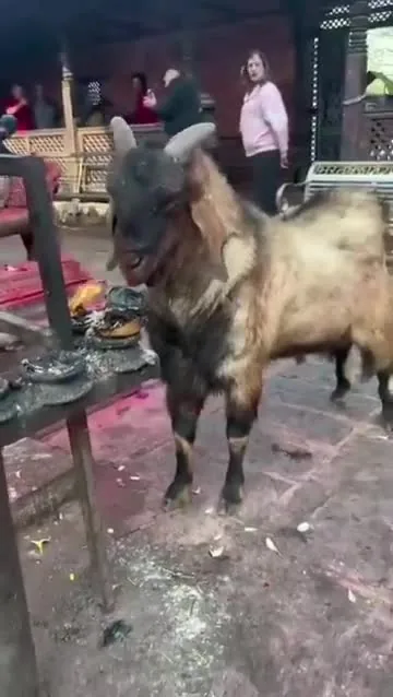 Preview for RDT 20240818 113616