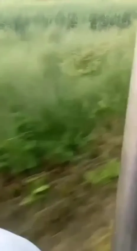 Preview for IMG 2418