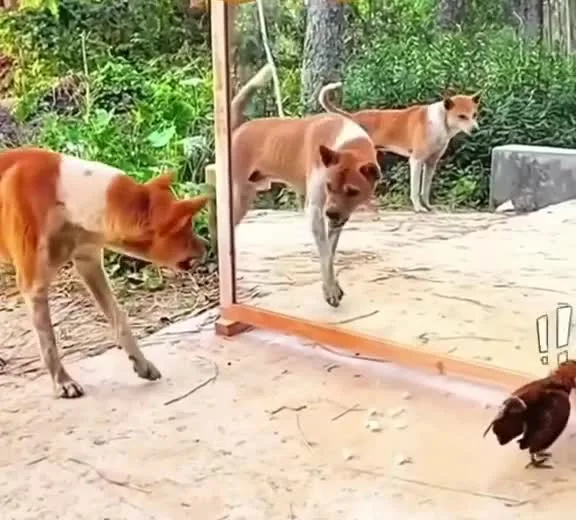 Preview for threadster f52rrgbh