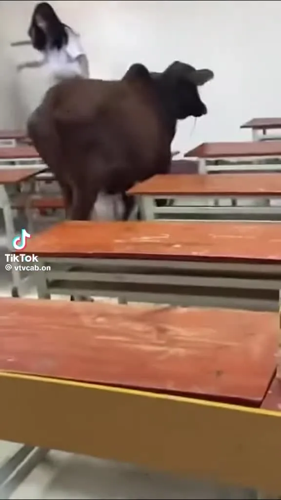 Preview for 1000011264